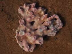 Image of Pocillopora aliciae Schmidt-Roach, Miller & Andreakis 2013