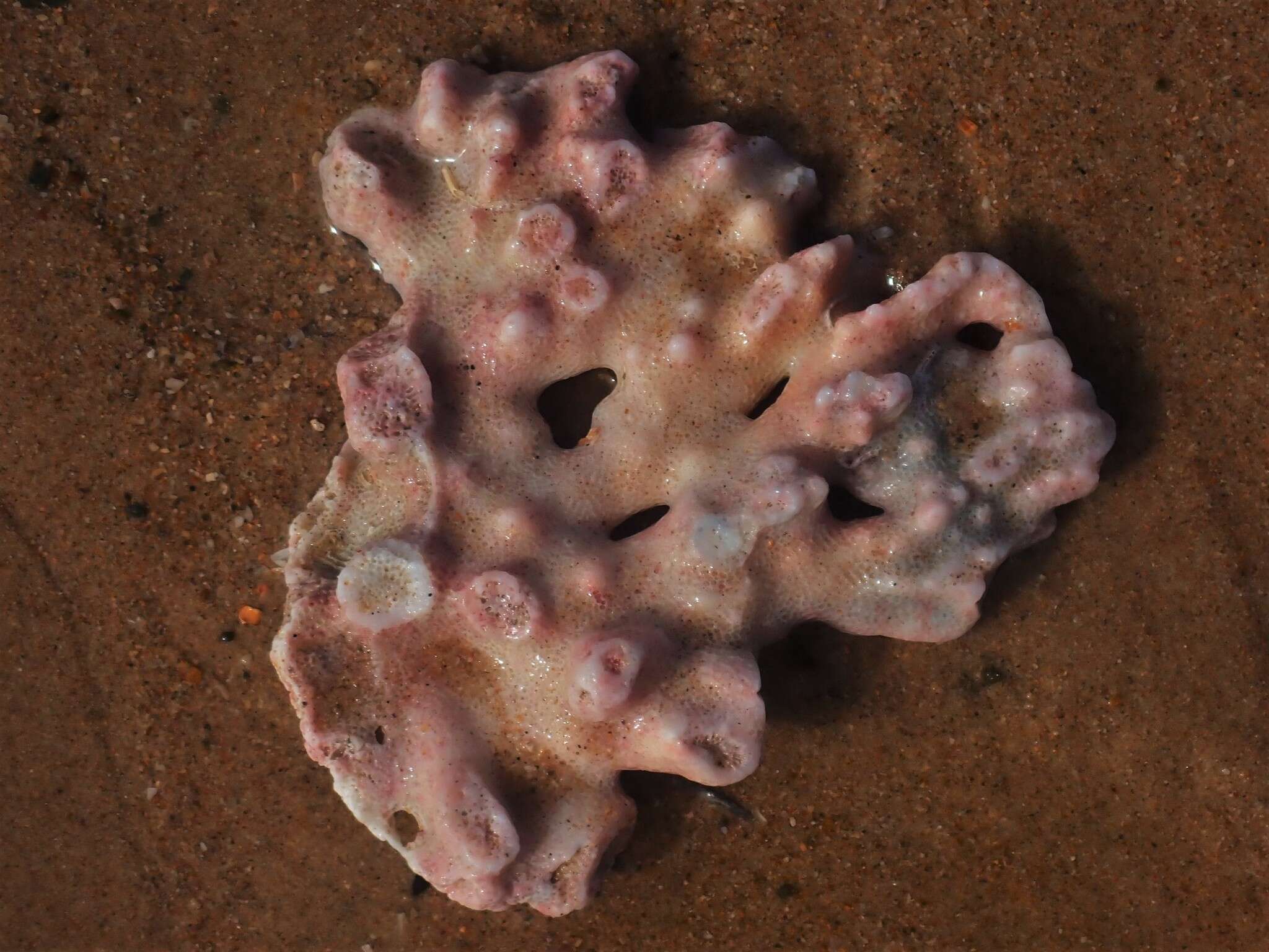 Sivun Pocillopora aliciae Schmidt-Roach, Miller & Andreakis 2013 kuva