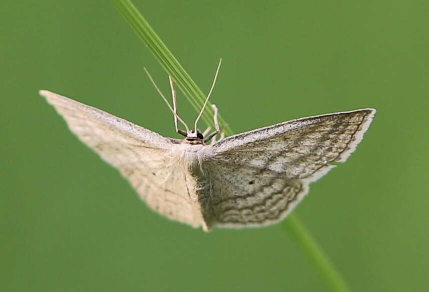 Image of Scopula virgulata Schiffermüller 1775