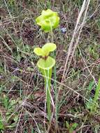 Image of Sarracenia flava var. rugelii (Shuttlew. ex DC.) Mast.