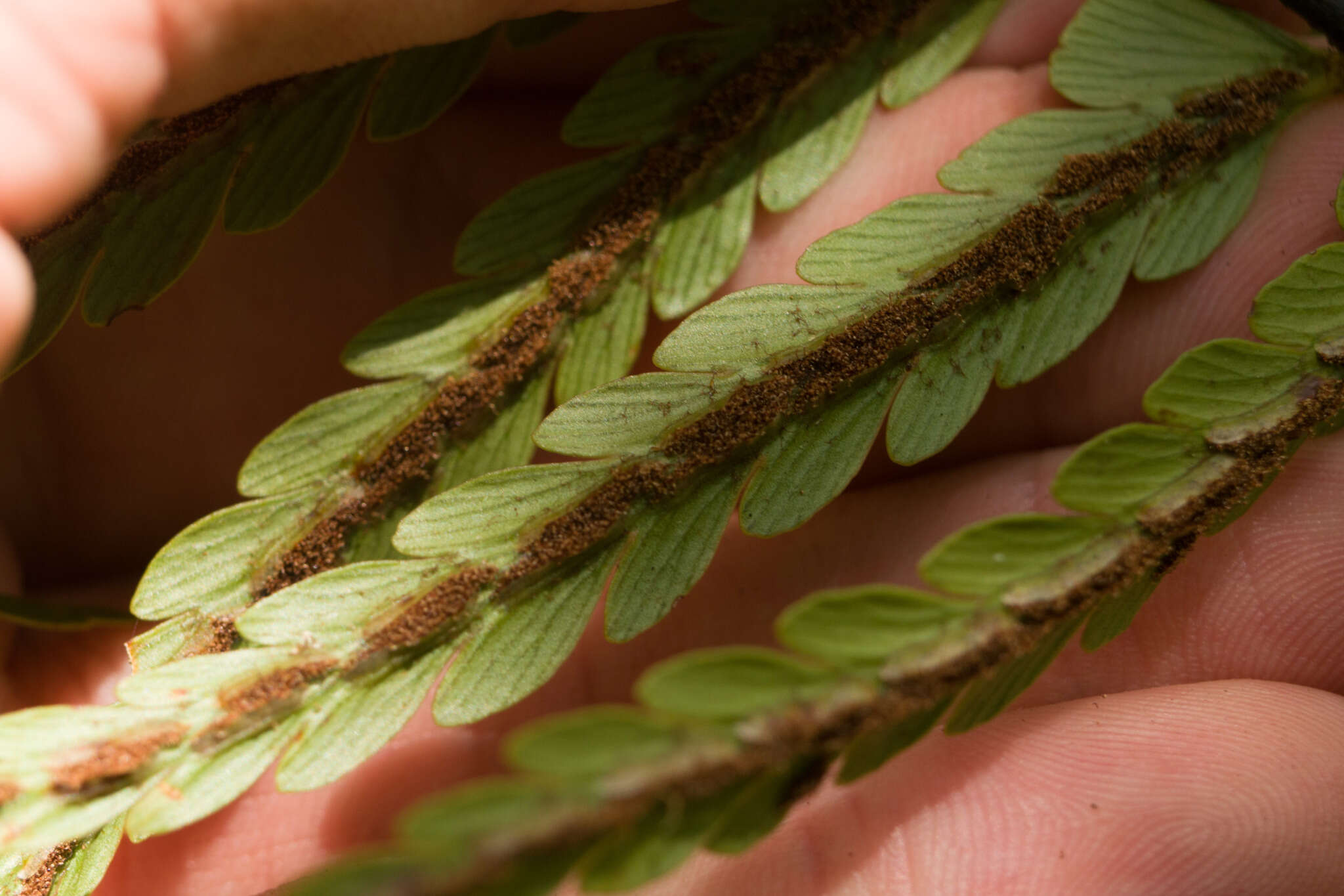 Image of Lacy Spleenwort