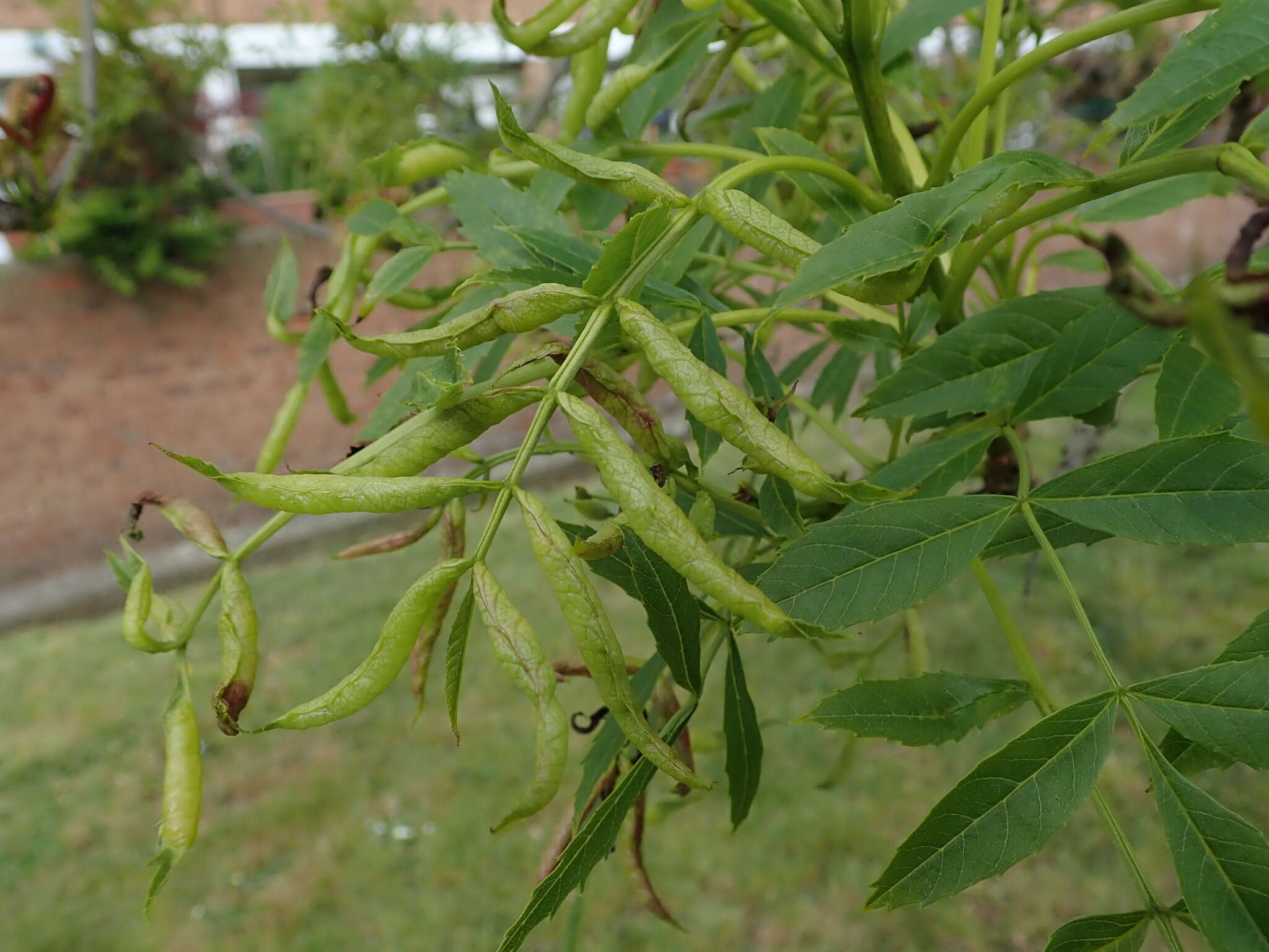 Image of Dasineura acrophila (Winnertz 1853)