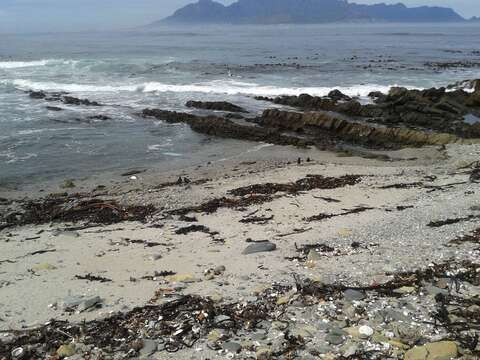 Image of African Black Oystercatcher