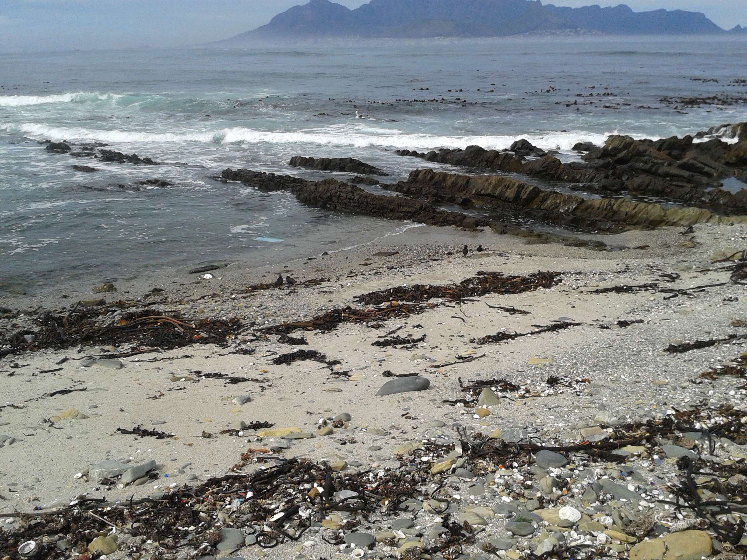 Image of African Black Oystercatcher