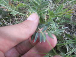 Image de Oxytropis hippolyti Boriss.