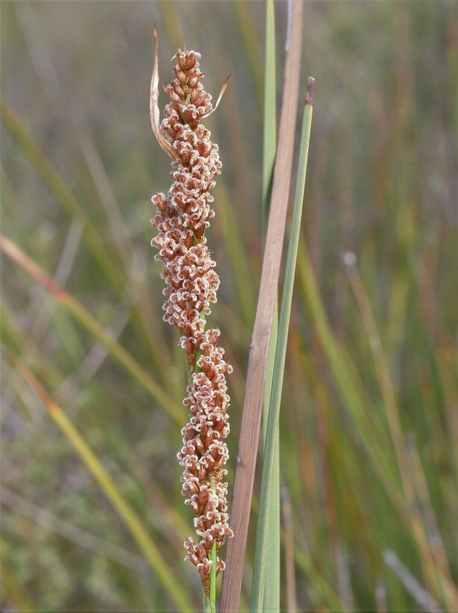 Слика од Anarthria laevis R. Br.