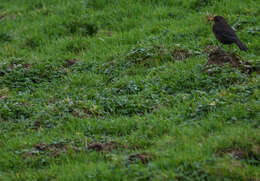 Turdus merula azorensis Hartert 1905的圖片