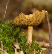 Image of Boletus subtomentosus L. 1753