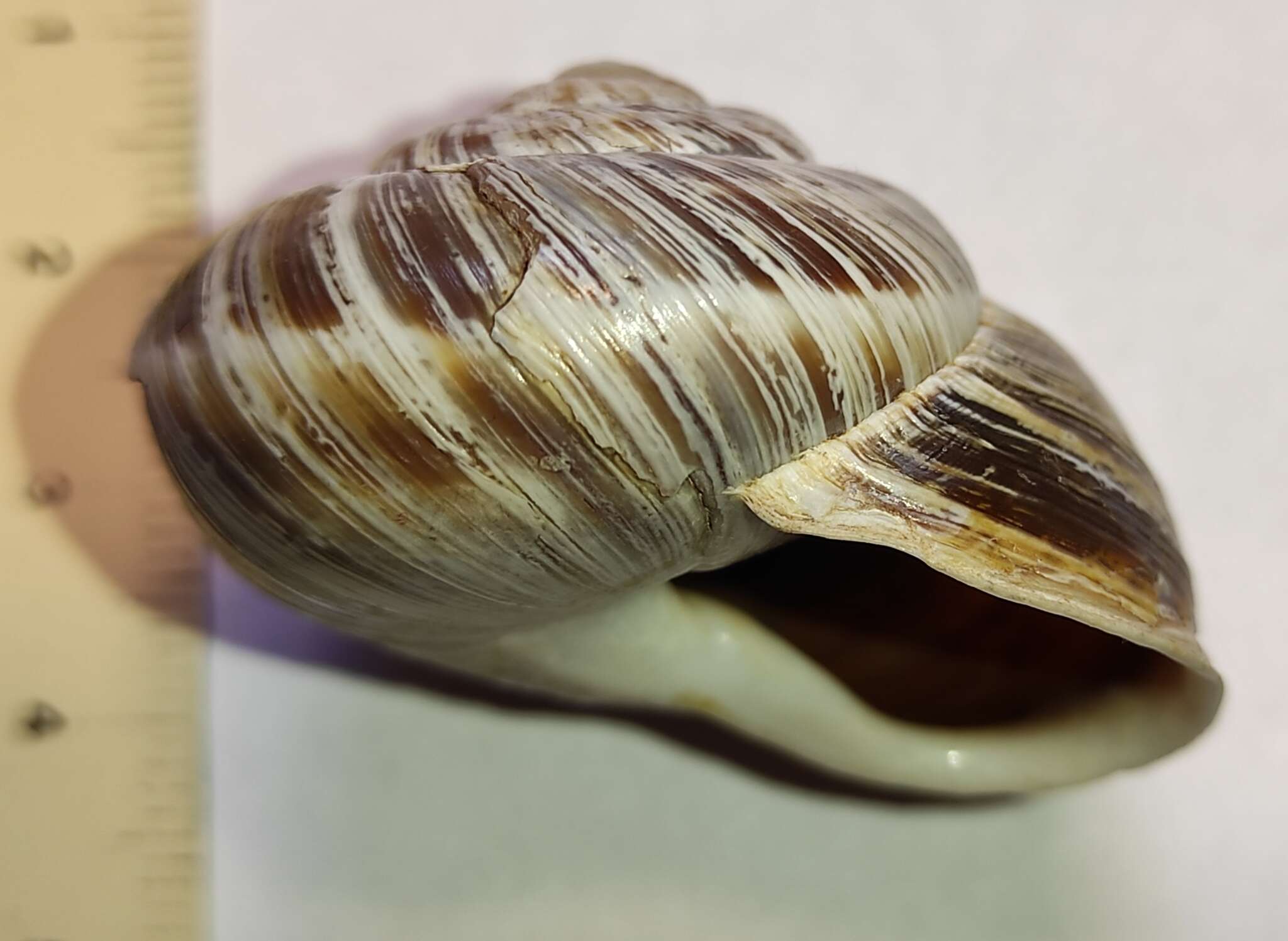 Image of Rock Snail