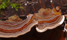 Image of Turkey Tail