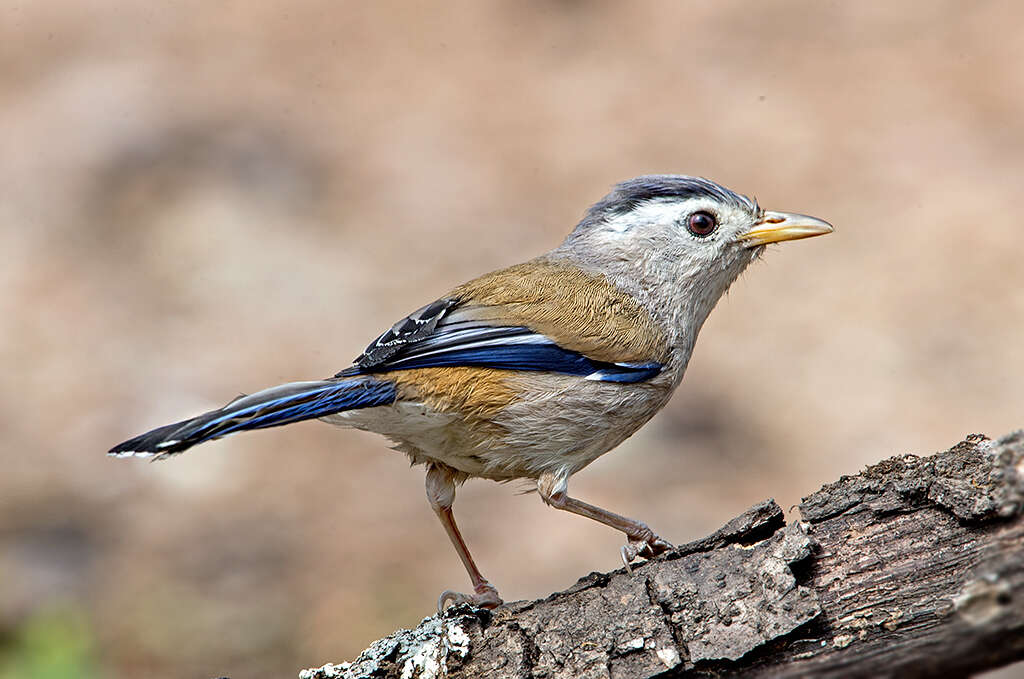 Image of Minla cyanouroptera