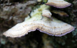 Image of phaeocalicium lichen