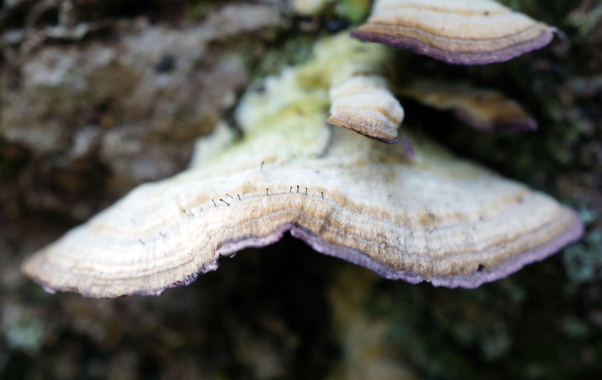 Image of phaeocalicium lichen