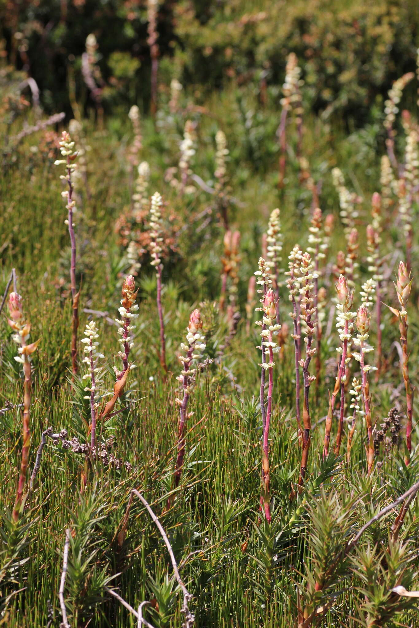 Image of candle heath