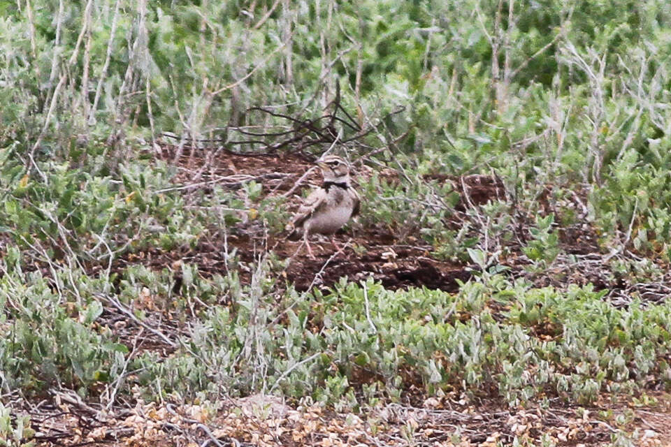 Image of Bimaculated Lark