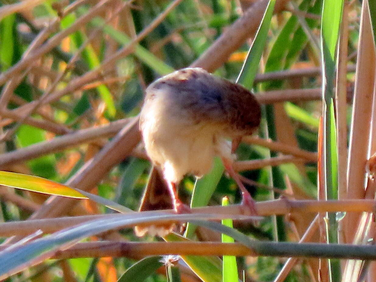 Sivun Cisticola subruficapilla windhoekensis (Roberts 1937) kuva