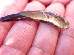 Image of Crested oystergoby