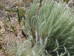 Artemisia filifolia Torr. resmi