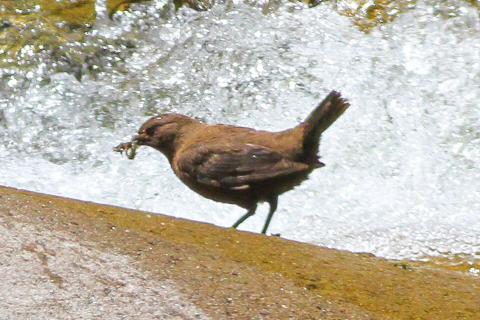 Image of Brown Dipper