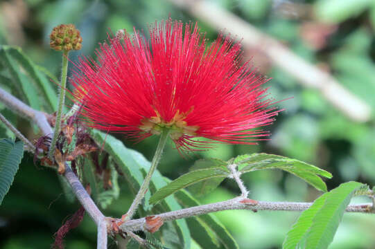 Image of Brazilian flame bush