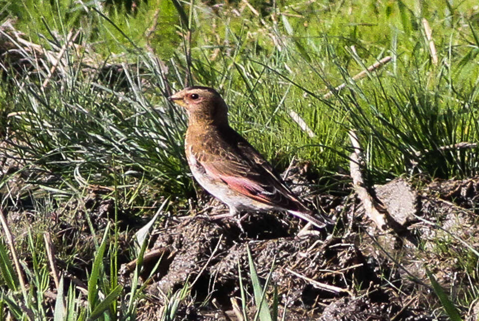 Image of Asian Crimson-winged Finch