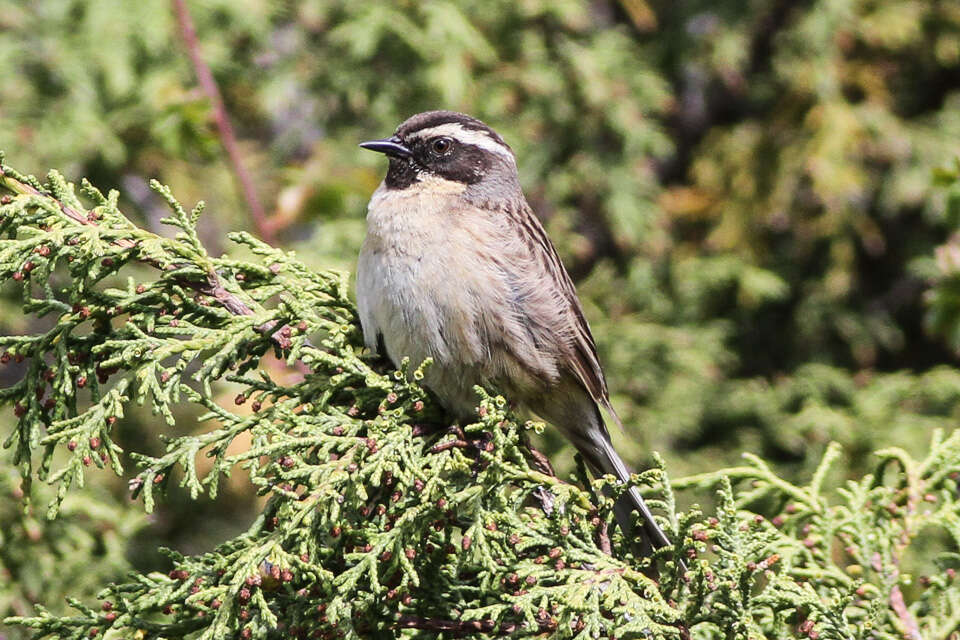 Image of Black-throated Accentor