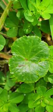 Imagem de Hydrocotyle novae-zealandiae DC.