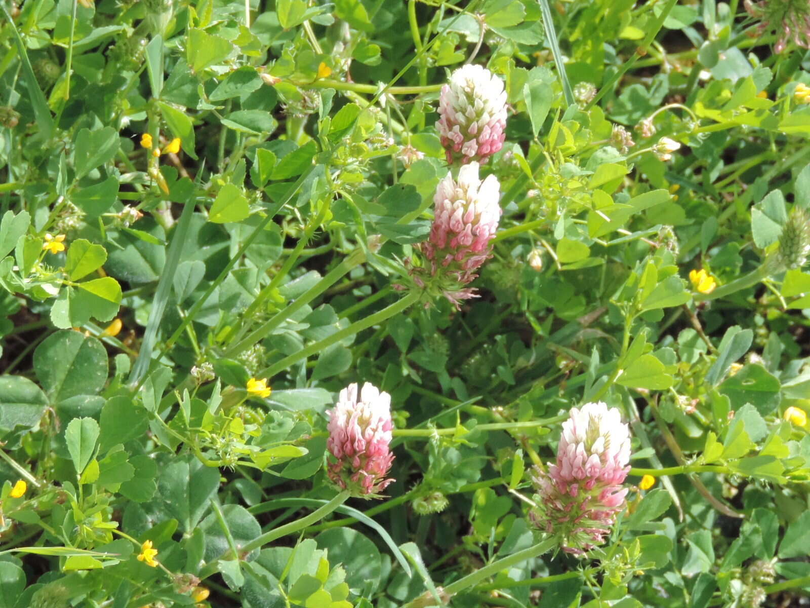 Image of Trifolium incarnatum subsp. molinerii (Hornem.) Syme