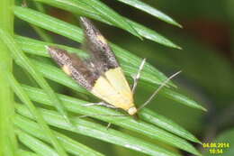 Image of Oecophora bractella Linnaeus 1758