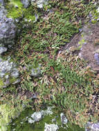 Image of Hansen's spikemoss