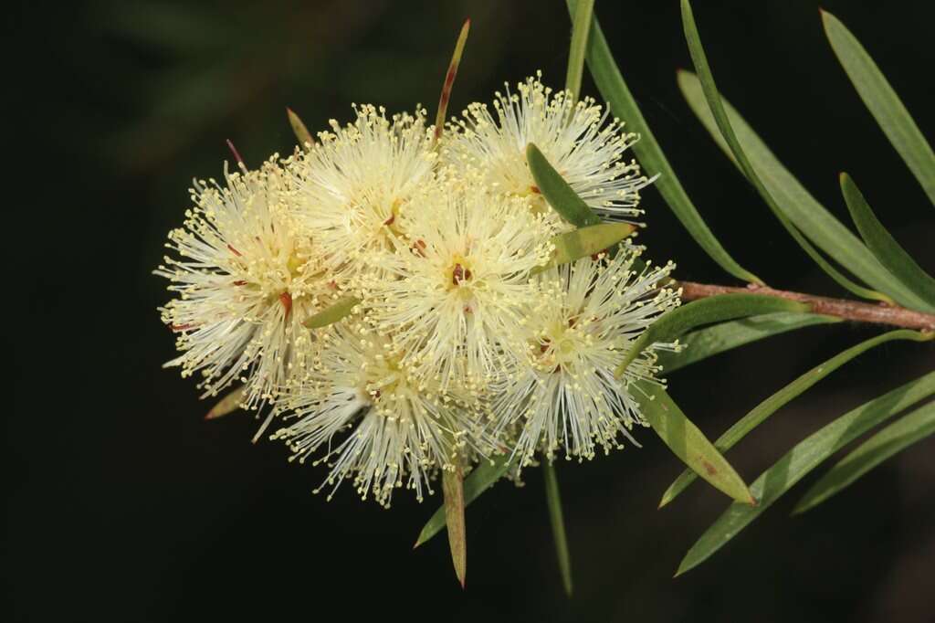 Image of Melaleuca nodosa (Gaertn.) Sm.