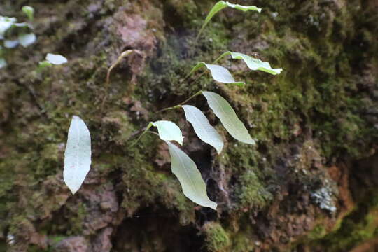 Elaphoglossum rzedowskii Mickel resmi