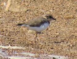 Image de Charadrius dubius curonicus Gmelin & JF 1789