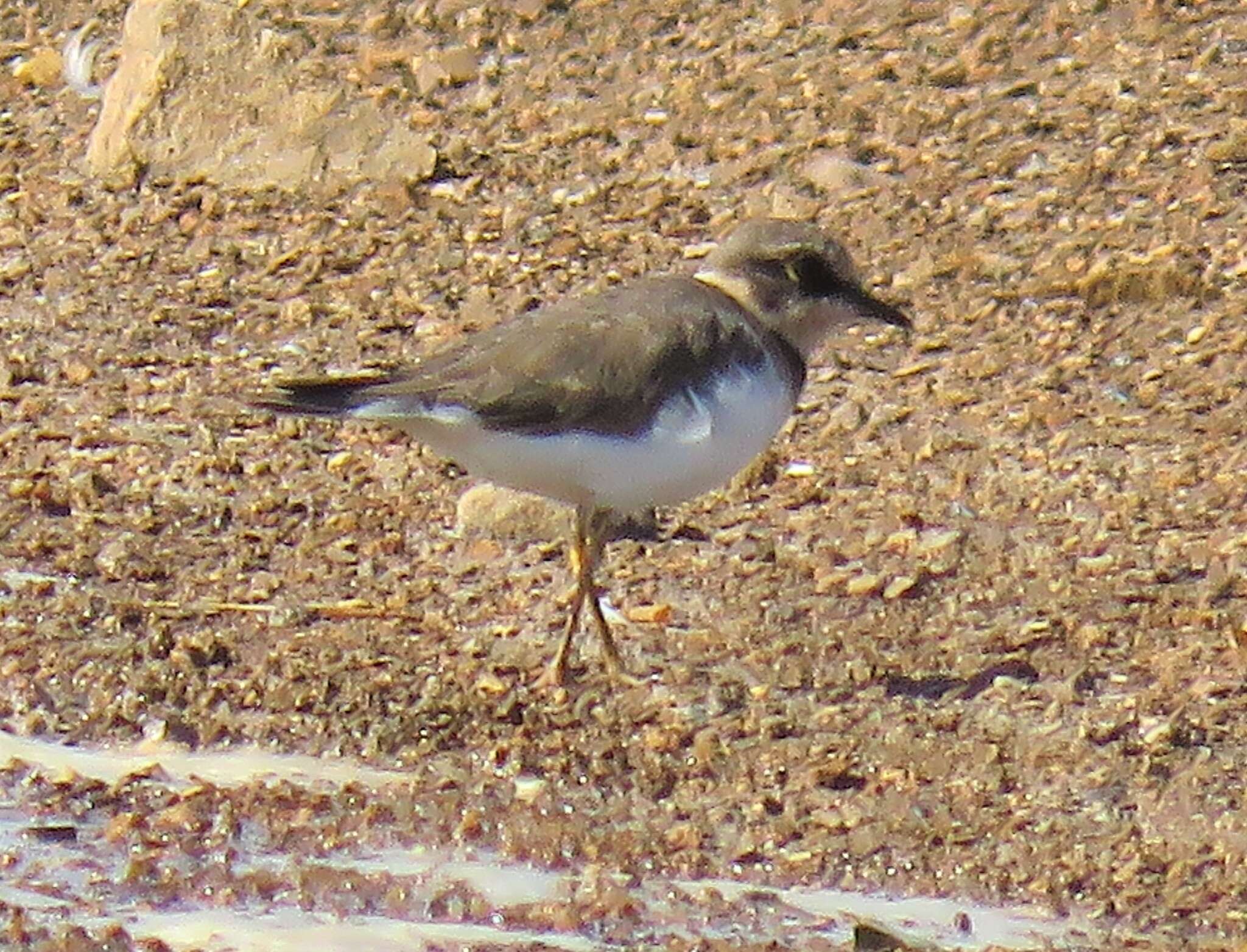 Image de Charadrius dubius curonicus Gmelin & JF 1789