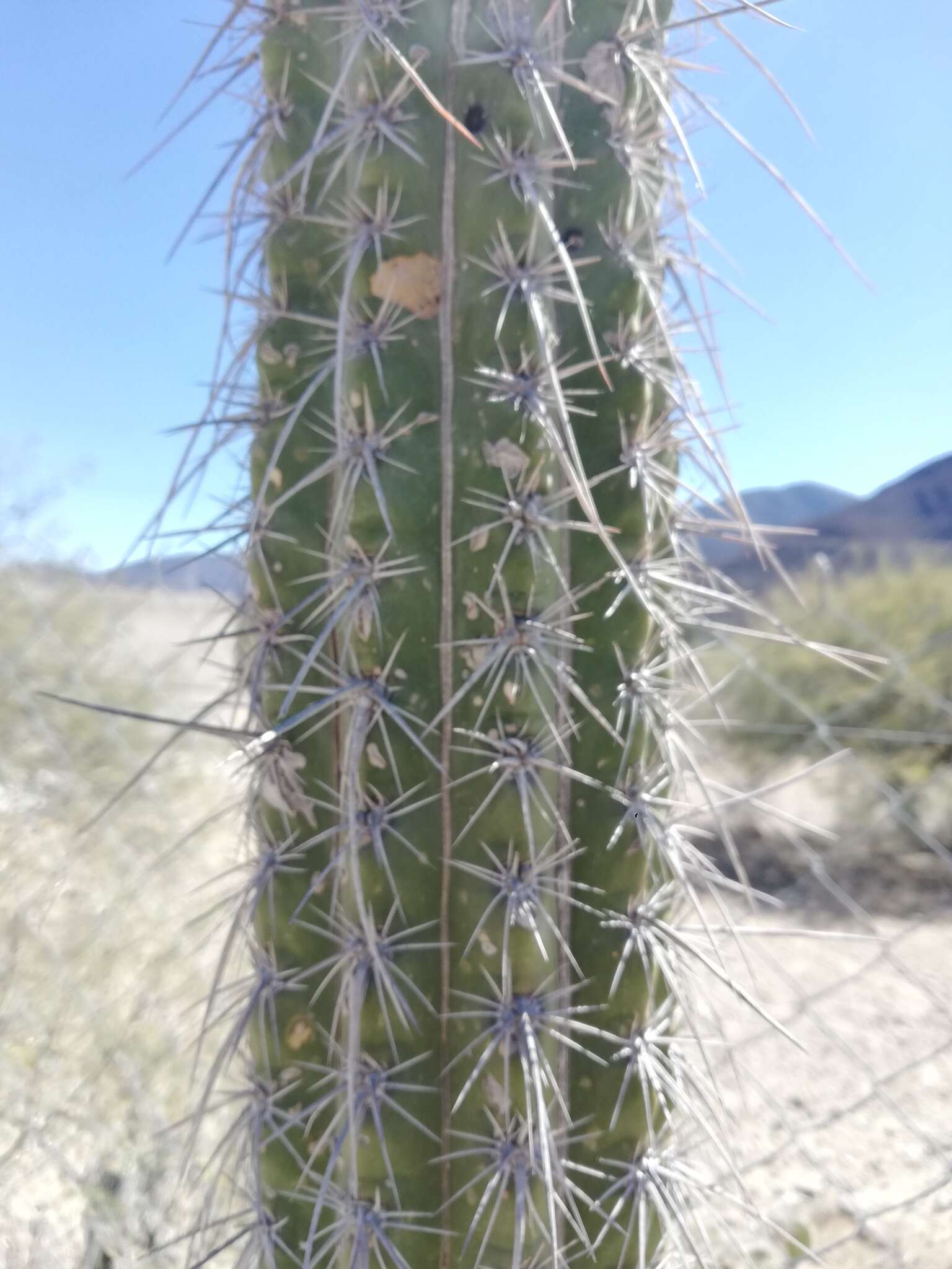 Image of Pachycereus hollianus (F. A. C. Weber) Buxb.