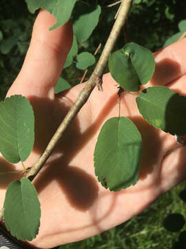 Image of Saskatoon serviceberry