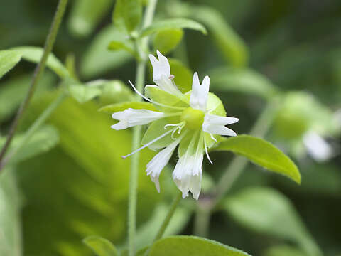 Image of Silene baccifera (L.) Roth