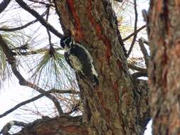 Image of American Three-toed Woodpecker