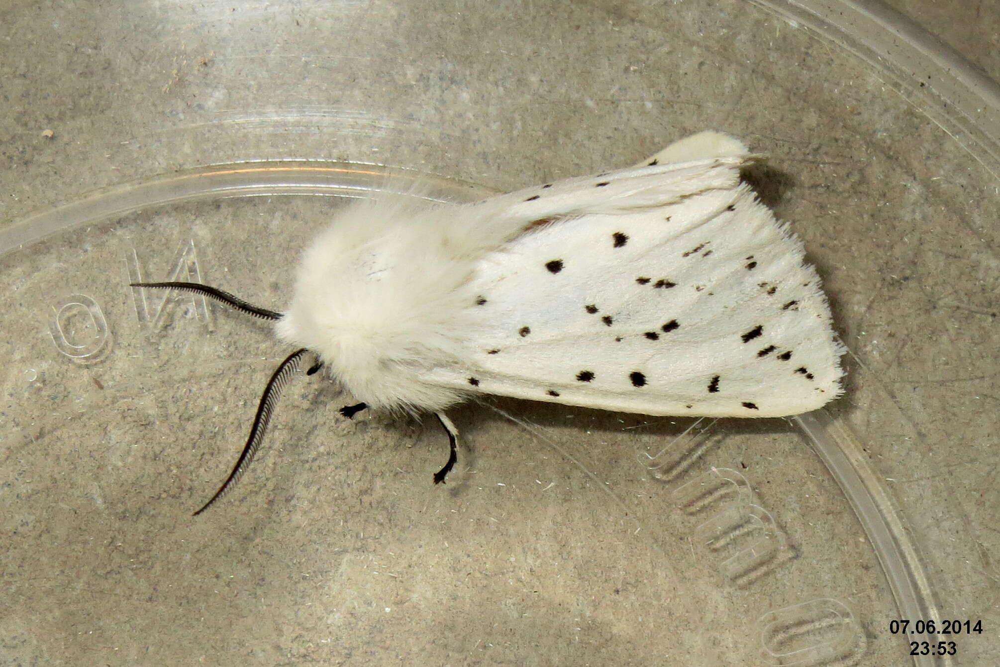 Image of white ermine