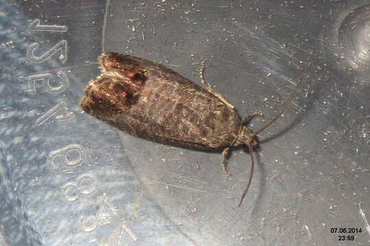 Image of codling moth