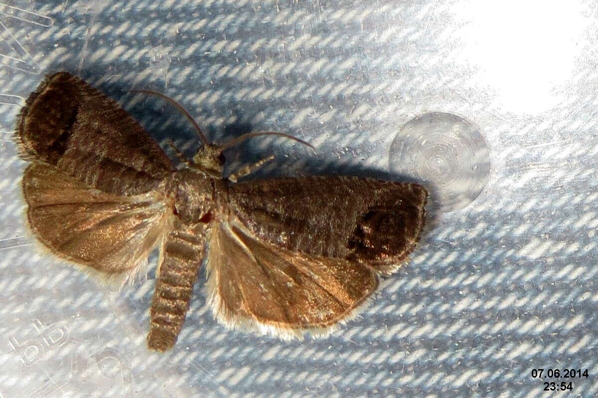 Image of codling moth