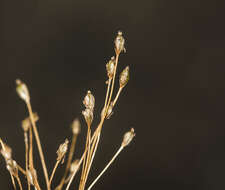 صورة Dalzellia ceylanica (Gardn.) Wight