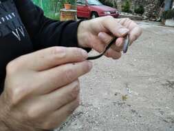 Image of Peloponnese slow worm