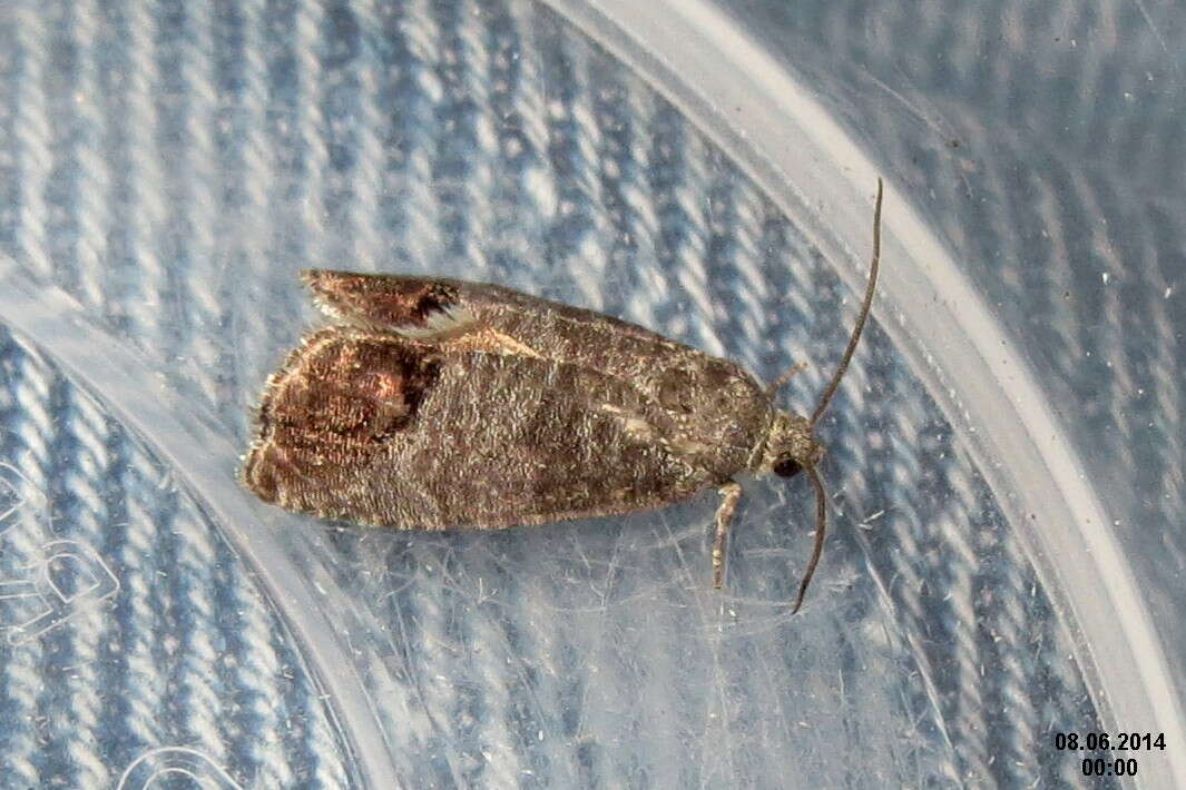 Image of codling moth