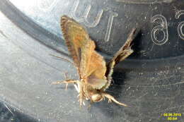 Image of codling moth