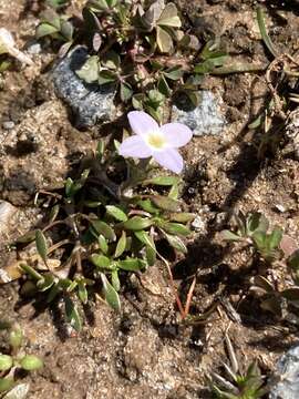 Image of rose bluet