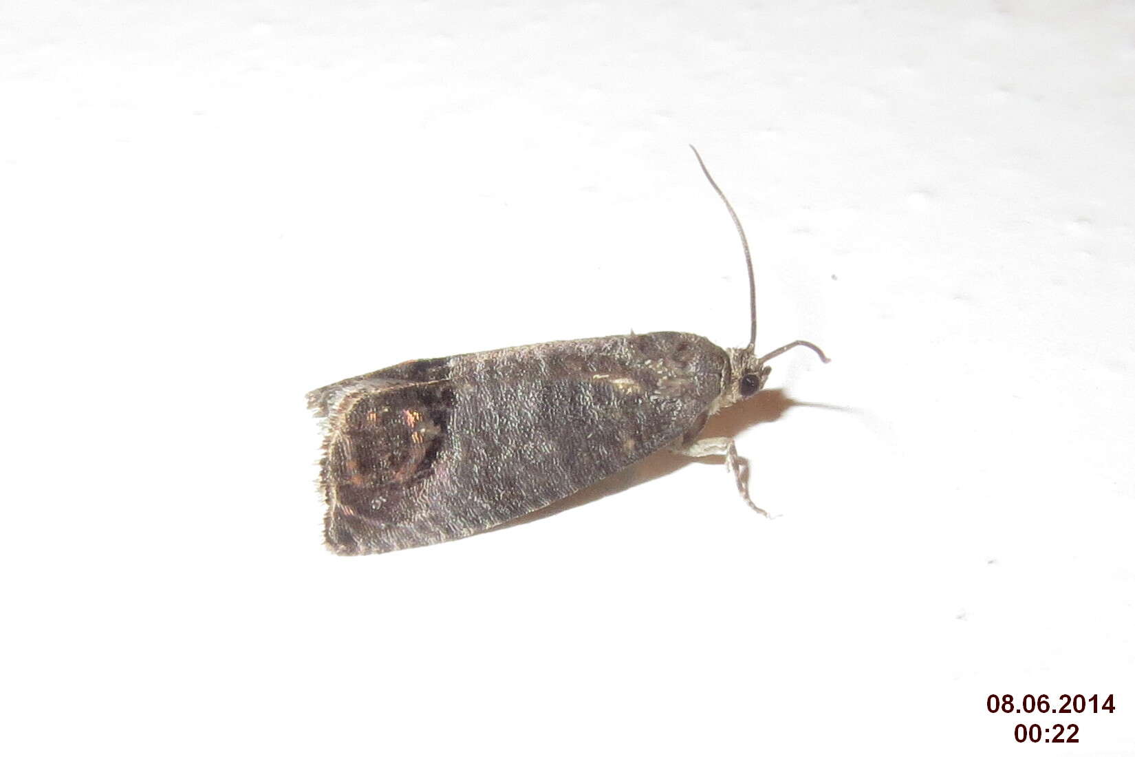 Image of codling moth