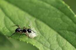 Image of Polyrhachis laevissima Smith 1858