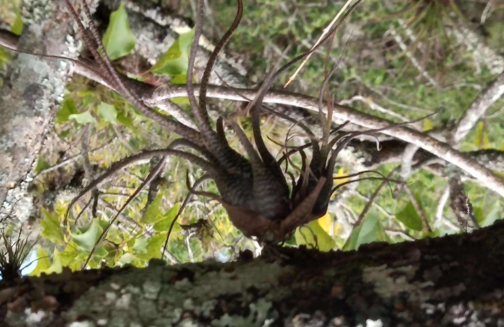 Image of Tillandsia butzii Mez