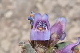 Image de Penstemon barnebyi N. H. Holmgren